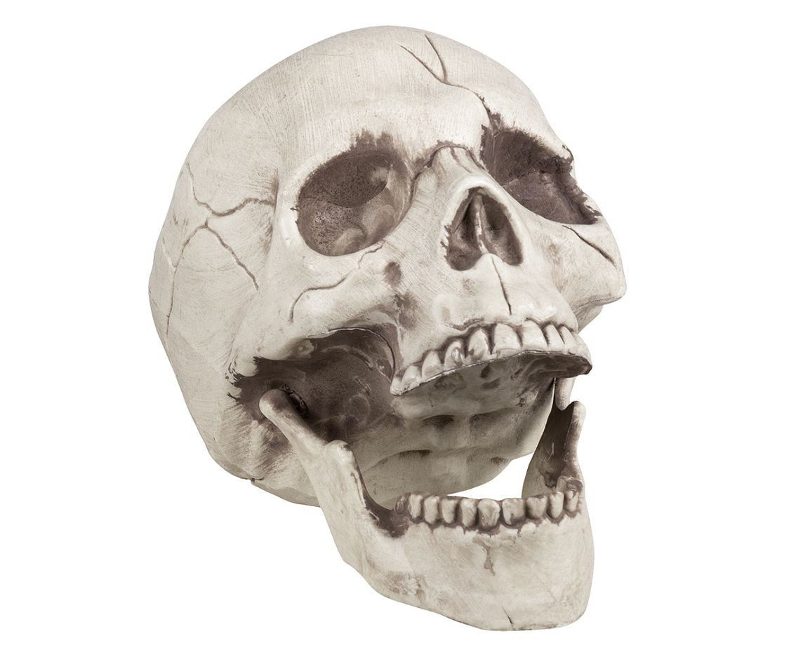 skull with tilted jaw