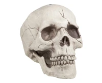 skull with tilted jaw