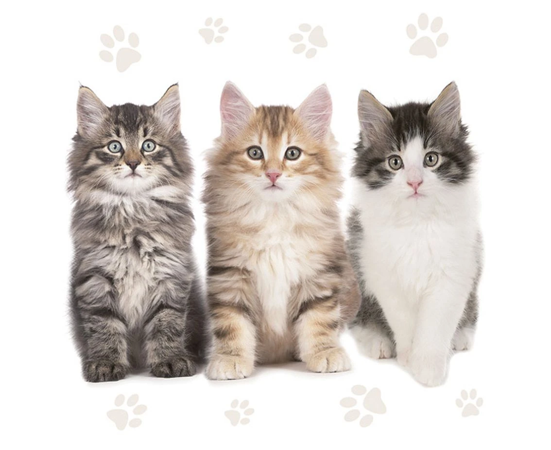 POLMAK Paper napkins The Beautiful Cats, 20 pcs.