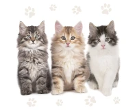 POLMAK Paper napkins The Beautiful Cats, 20 pcs.